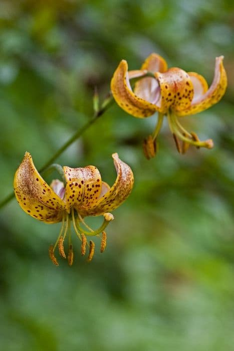 lily 'Mrs R.O. Backhouse'