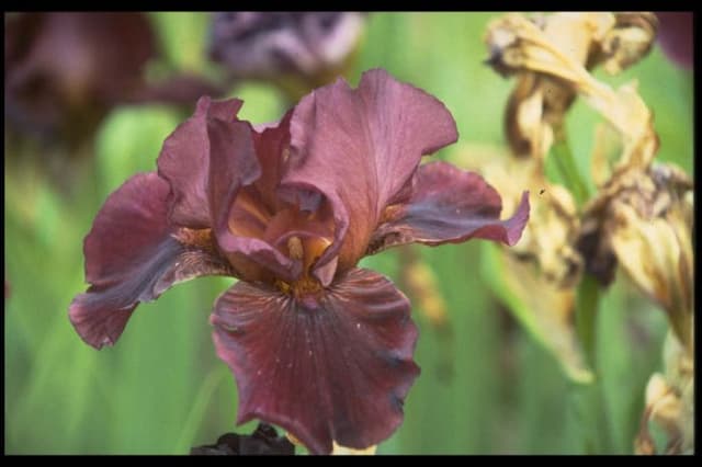 Iris 'Ouija'