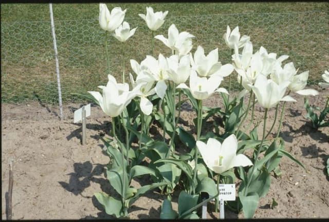 Tulip 'White Triumphator'