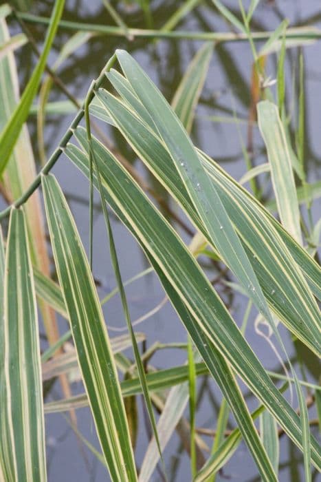 common reed 'Variegatus'