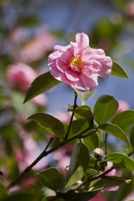 camellia 'Show Girl'