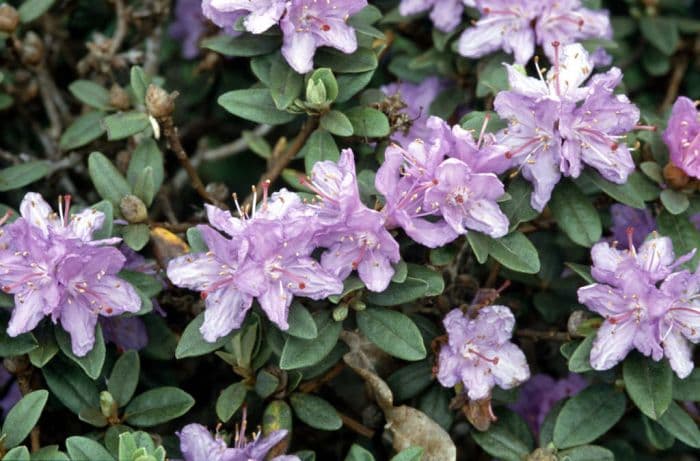 rhododendron 'Ramapo'