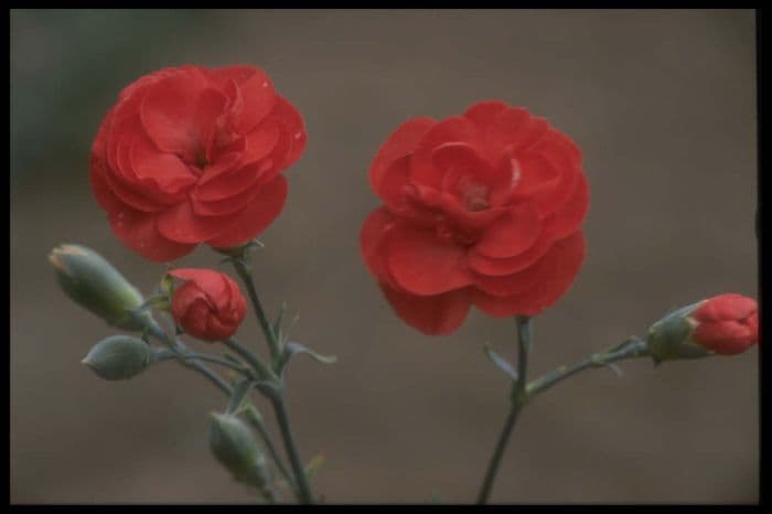 border carnation 'Alfriston'