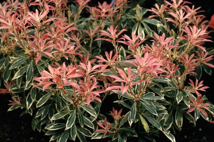 pieris 'Flaming Silver'