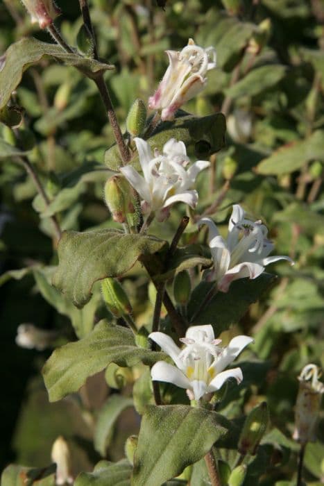 toad lily 'White Towers'