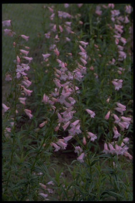 penstemon 'Apple Blossom'