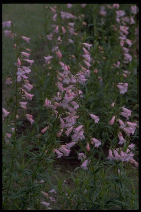 penstemon 'Apple Blossom'