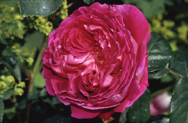 Rose [Othello]