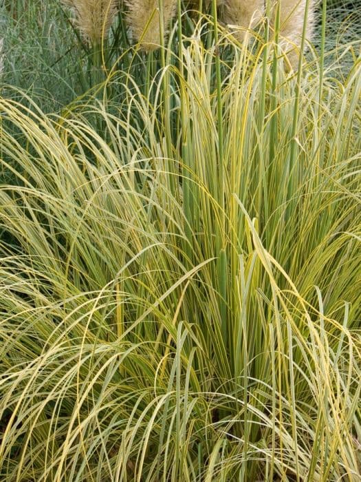 pampas grass 'Aureolineata'