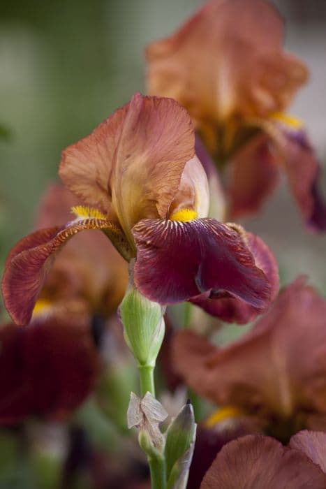 iris 'Action Front'