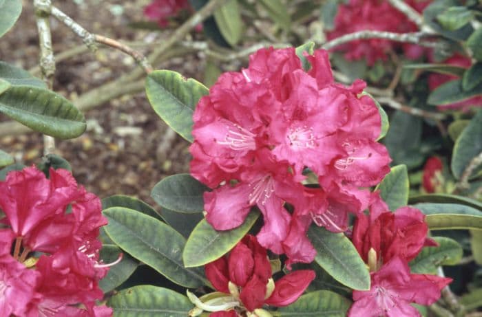 rhododendron 'Mrs R.S. Holford'