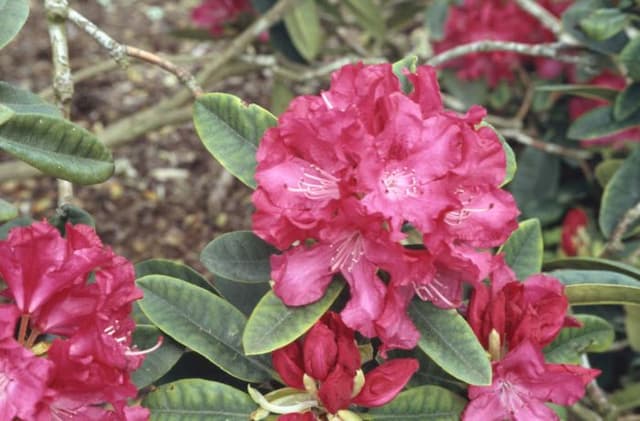 Rhododendron 'Mrs R.S. Holford'