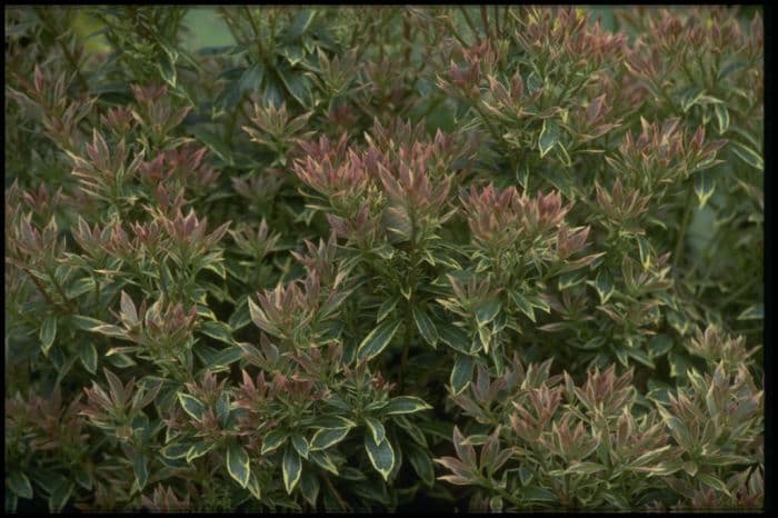 pieris 'Little Heath'