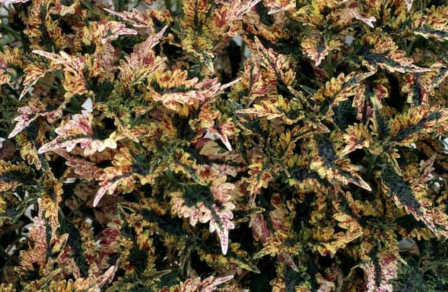 Coleus 'Paisley Shawl'