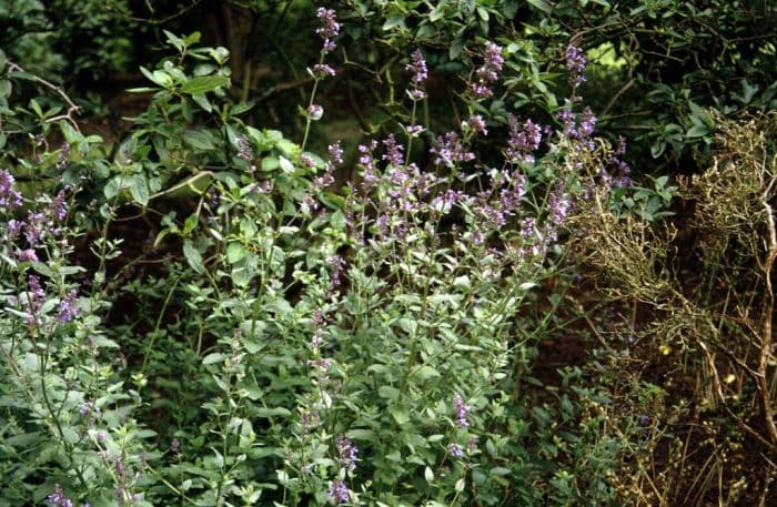 dwarf catmint