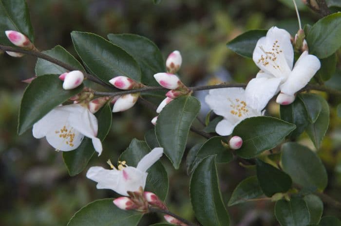 Mount Noko camellia