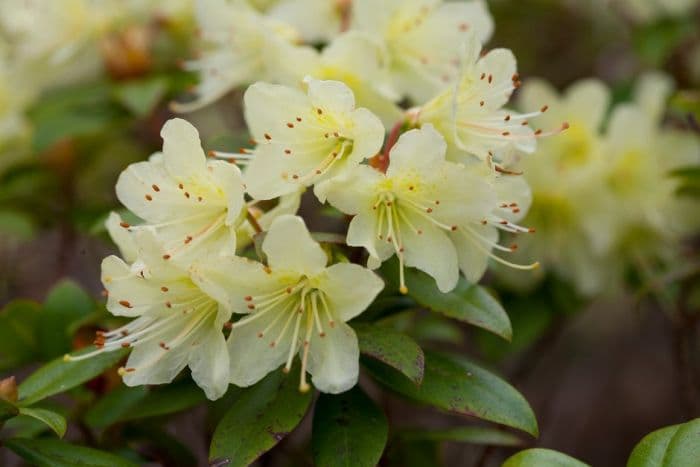 rhododendron 'Princess Anne'