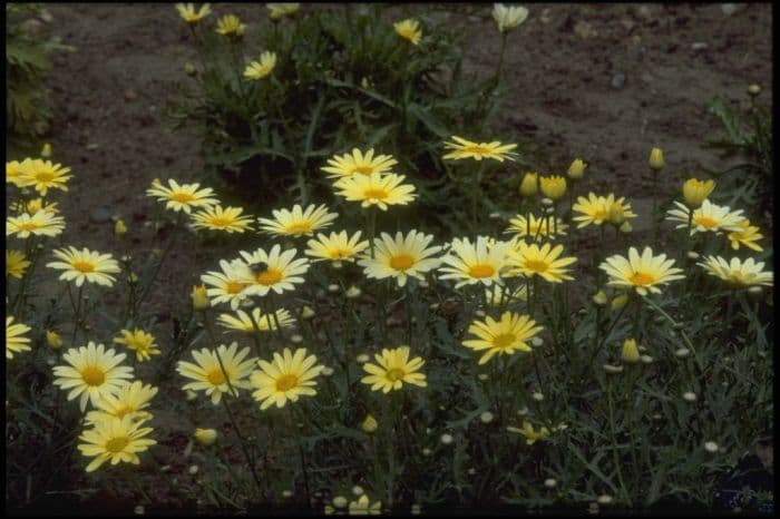 marguerite 'Cornish Gold'