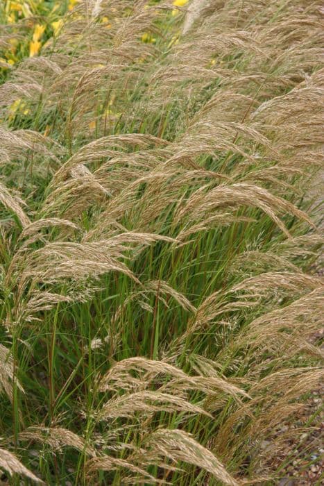 rough feather grass