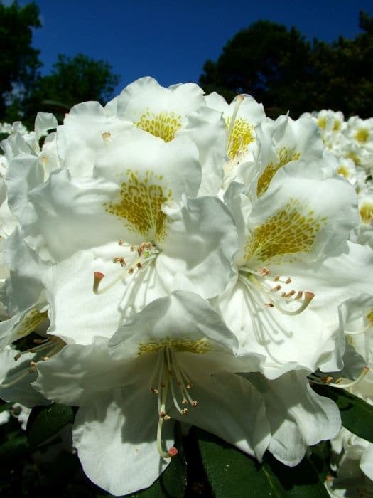 rhododendron 'Hachmann's Porzellan'