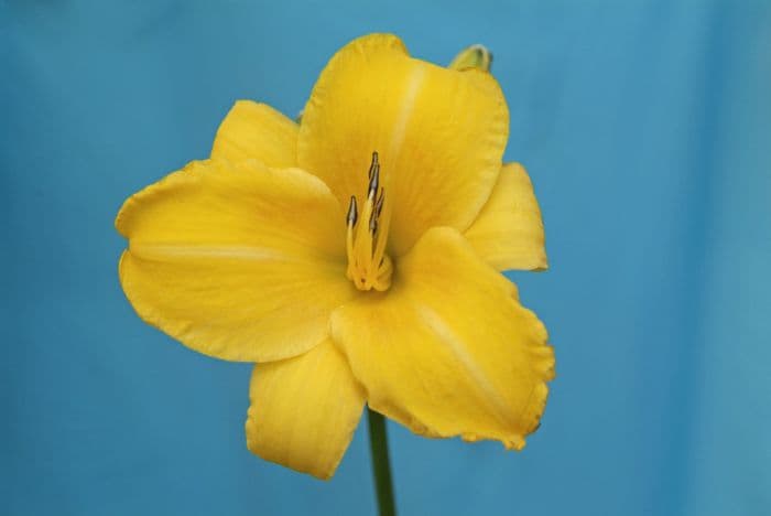 daylily 'Chicago Sunrise'