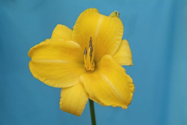 Daylily 'Chicago Sunrise'