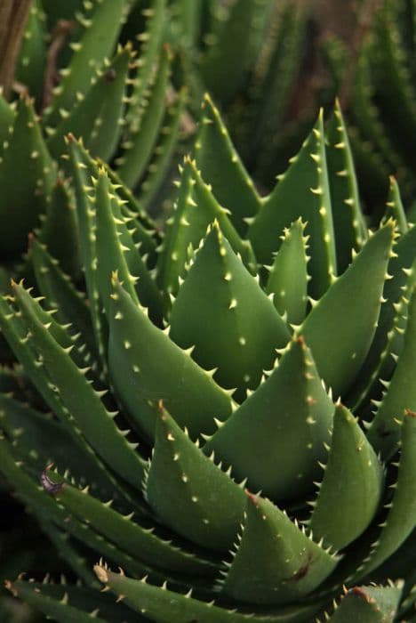 short-leaved aloe