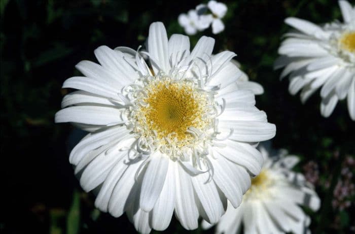 Shasta daisy 'T.E. Killin'