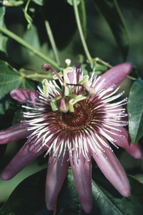 violet passion flower