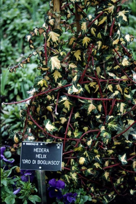 Ivy 'Oro di Bogliasco'