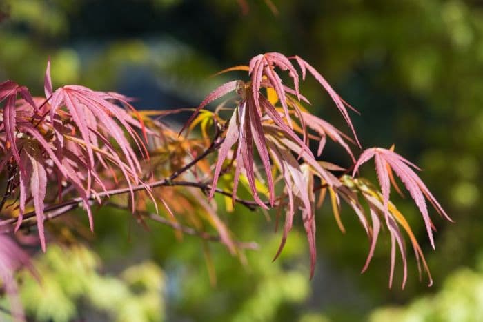 Japanese maple 'Beni-otake'