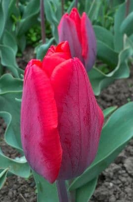 tulip 'Couleur Cardinal'