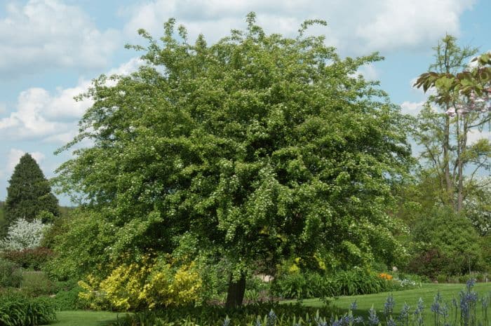 hawthorn 'Plena'