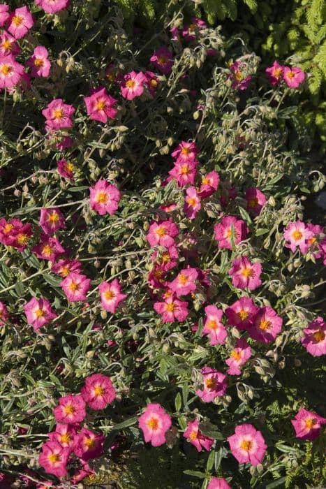 rock rose 'Georgeham'