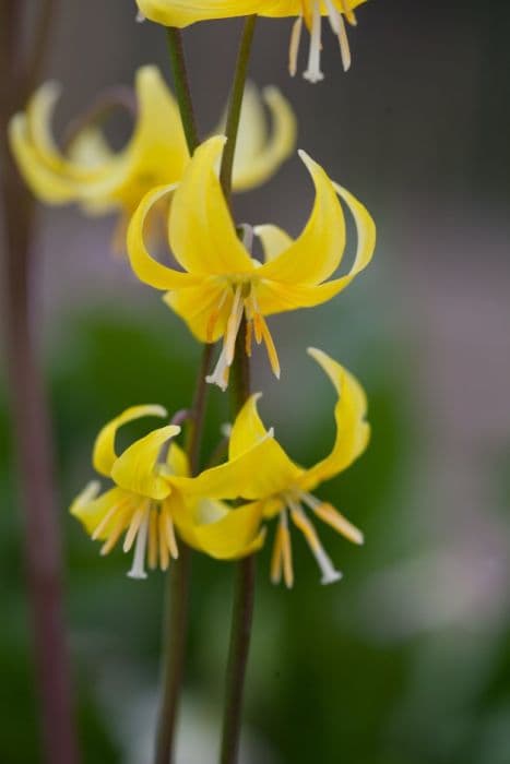 Fawn lily 'Jeannine'