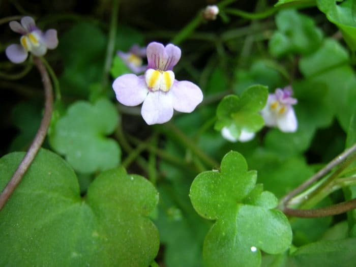 ivy-leaved toadflax