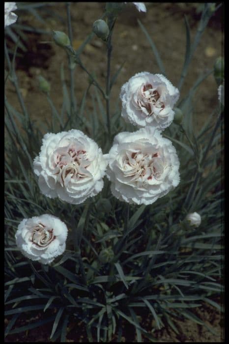 pink 'Cranmere Pool'