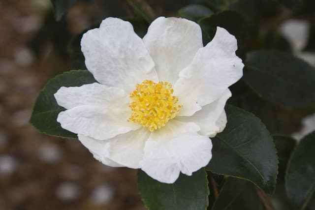 Camellia 'Narumigata'