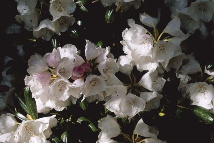 rhododendron 'Koichiro Wada'