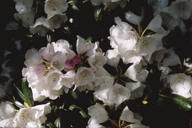 Rhododendron 'Koichiro Wada'