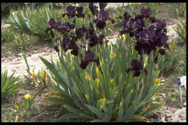 Iris 'Dark Rosaleen'