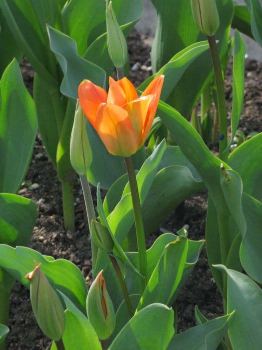Tulip 'Orange Emperor'