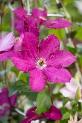 clematis 'Kardynal Wyszynski'