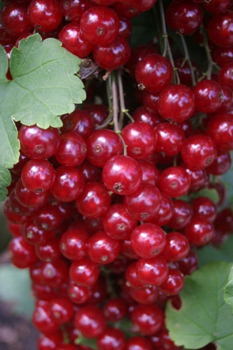 redcurrant 'Junifer'