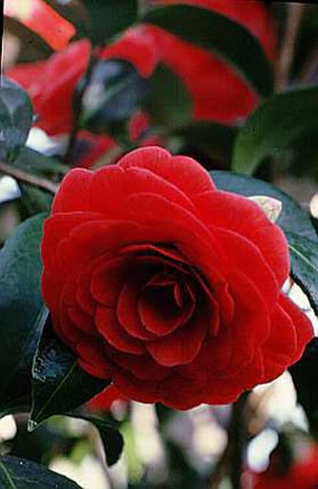 camellia 'Coquettii'