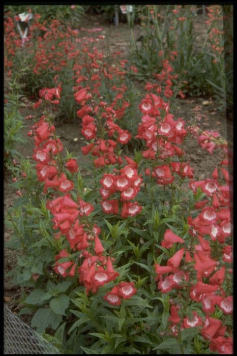 penstemon 'Rubicundus'