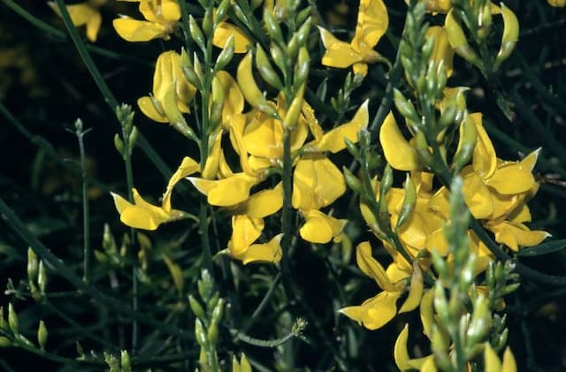 Spanish broom