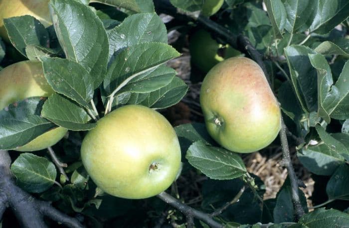 apple 'Lane's Prince Albert'