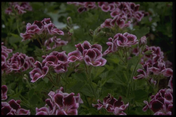 pelargonium 'Sancho Panza'