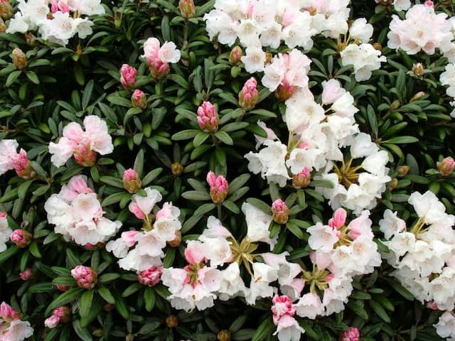 Rhododendron 'Edelweiss'